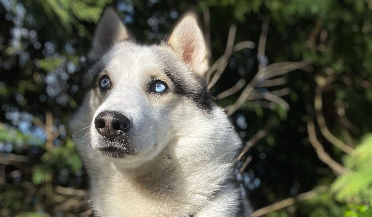 Lobo the Siberian Husky with beautiful baby blue eyes is sitting amongst the trees.