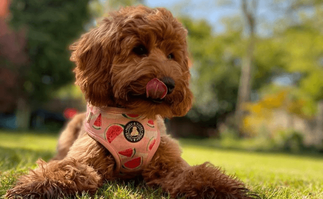 An adorable young, ginger and fluffy dog, wearing a watermelon print harness