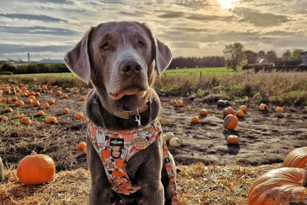 Lovely dog in a pumpkin patch
