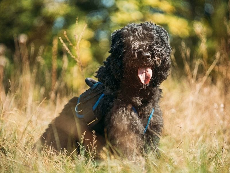 A Bouvier des Flandres sitting in a field.