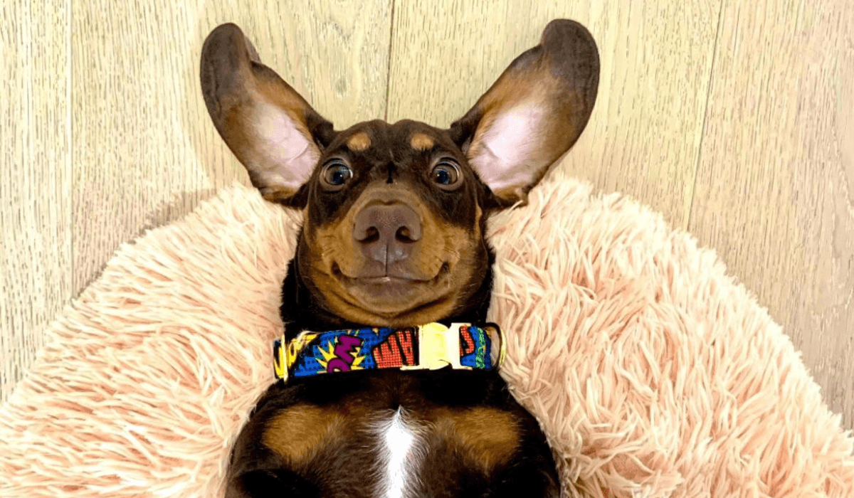 A dark, brown and tan dog with a small, white stripe, is lying on their back on a fluffy dog bed.