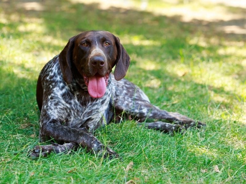 A happy German Pointer lies on the grass in the shade, below the trees in the park