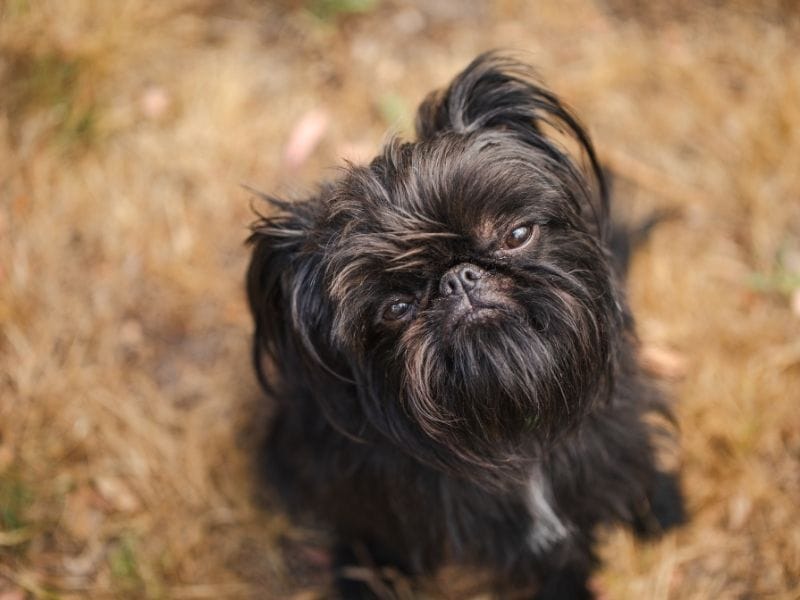A Brussels Griffon sat in the woodlands looking up towards their owner