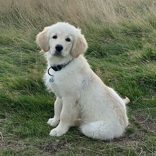 Marloe, a fluffy Golden Retriever puppy, sits side ways