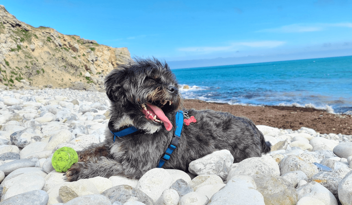 A small, happy dog is enjoying the sea breeze on a stony beach
