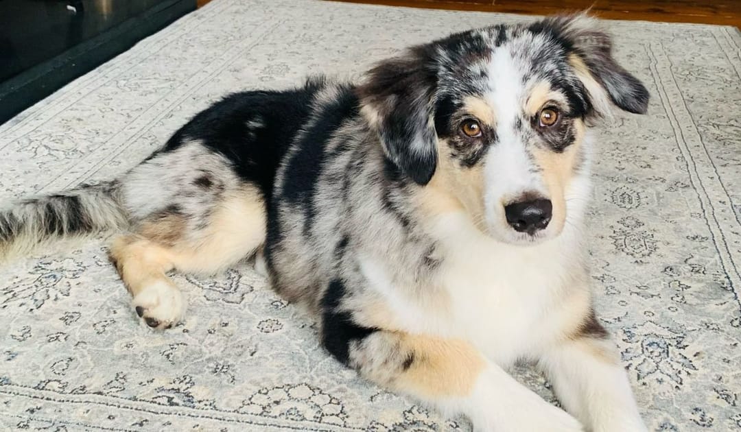 Doggy member Viggo, the Australian Shepherd, lying on a patterned rug in the living area