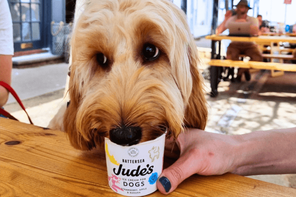 Buddy the Cockapoo enjoys some Jude's Ice Cream for Dogs