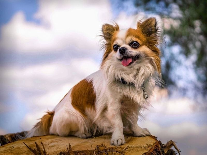 A white and golden Long-Coated Chihuahua sits on a large tree stump