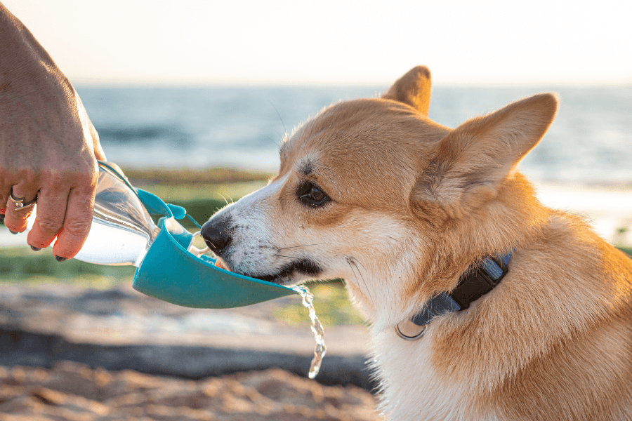 Cute dog drinking out of a travel doggy water bottle.