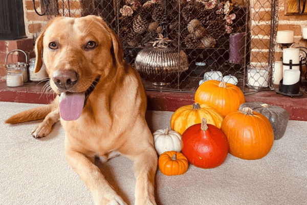 Gorgeous dog by a fireplace