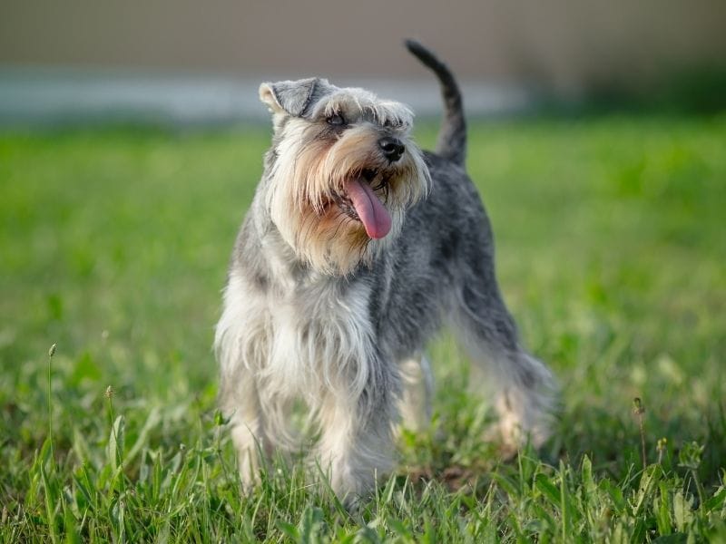 Miniature Schnauzer Dog Breed Guide: Care, training and fun facts