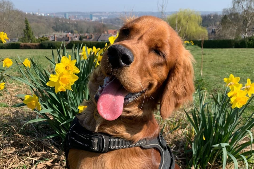 Doggy member Henry, the Golden Retriever, sitting in front of a bunch of daffodils on a walk