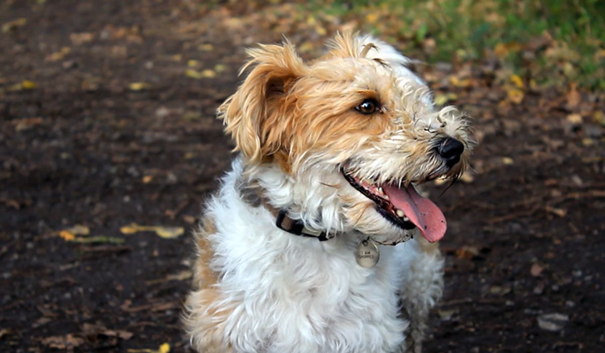 A small white and tan dog with a happy expression is standing outside