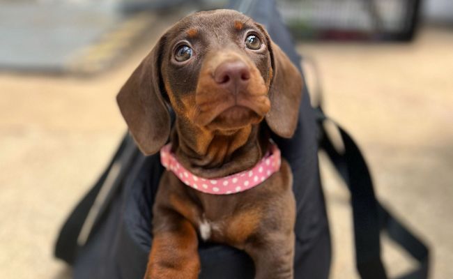Doggy member Pip, the Miniature Dachshund sitting in a handbag carrier