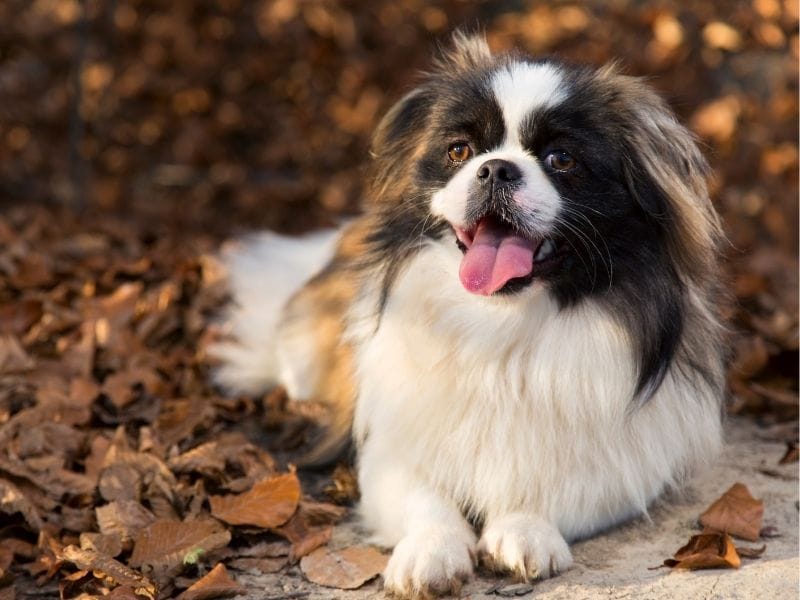 Pekingese sitting amongst autumn leaves