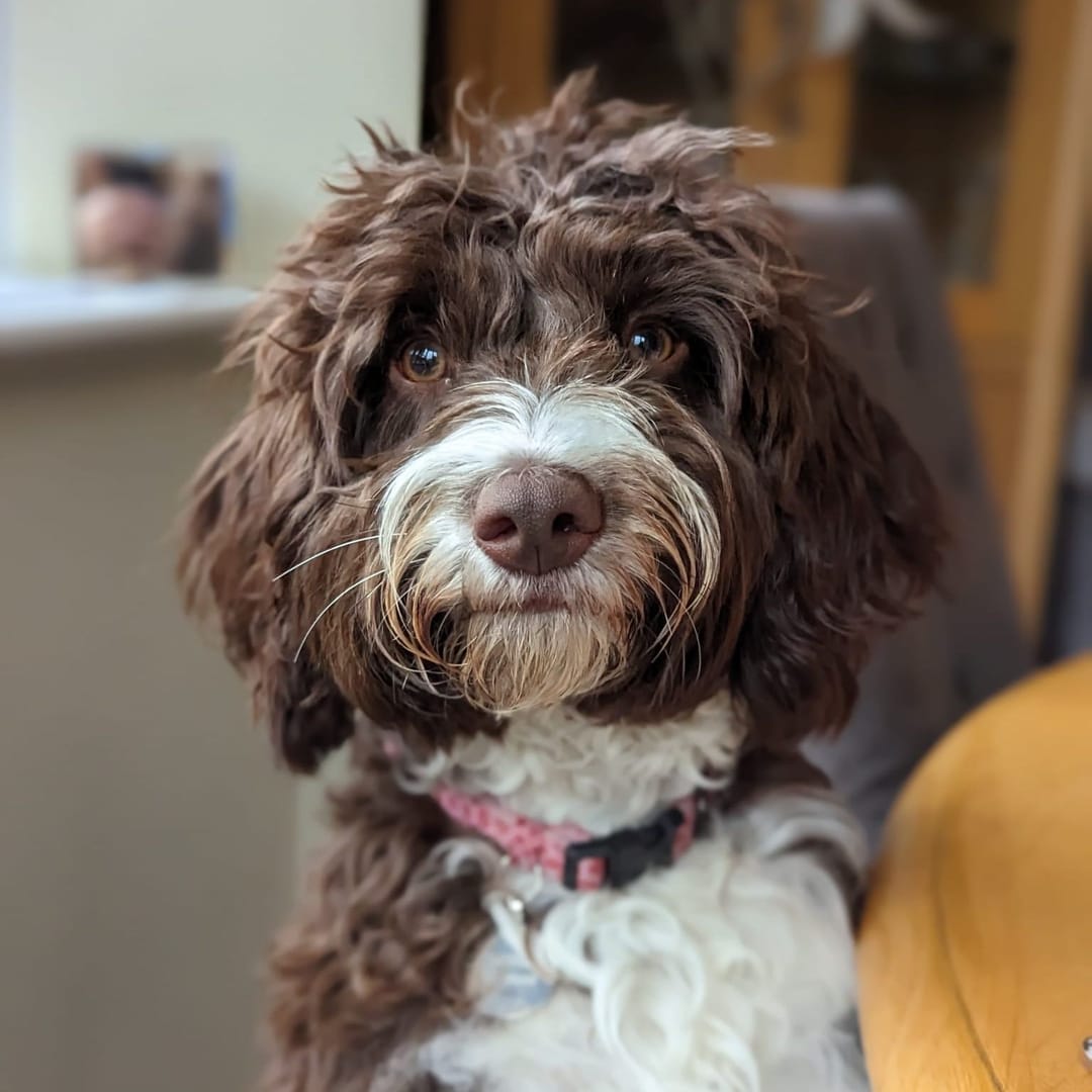 A liver and white Spanish Water Dog faces the camera.