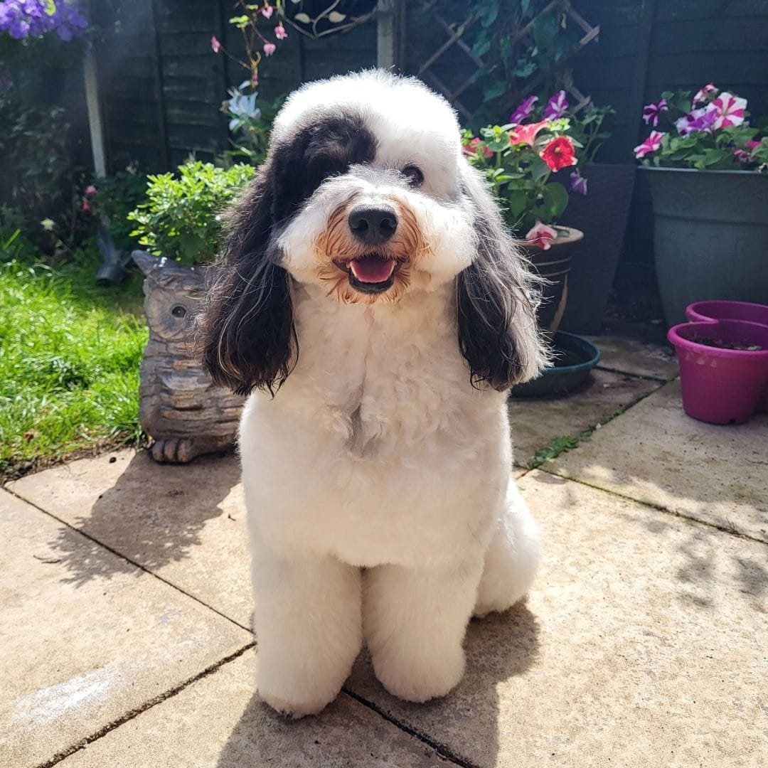 Bert the Cavapoo
