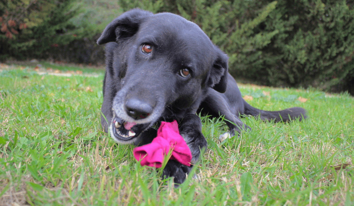 A happy, black dog is lying in the garden with their DIY water bottle toy.