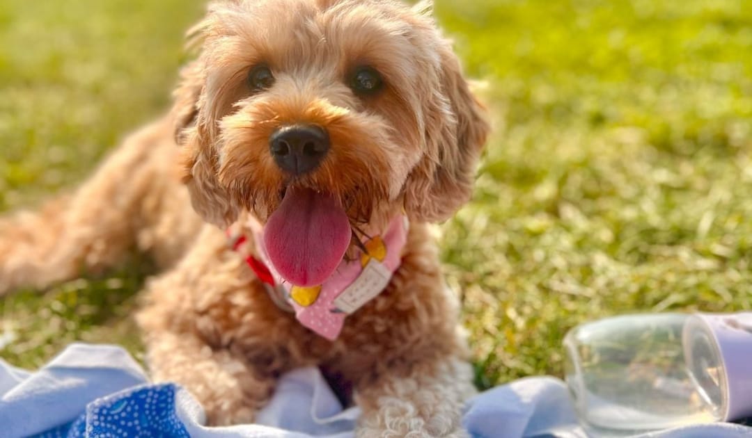 Doggy member Penny, the Cavapoo, enjoying some chill time at the park on a walk with her borrower