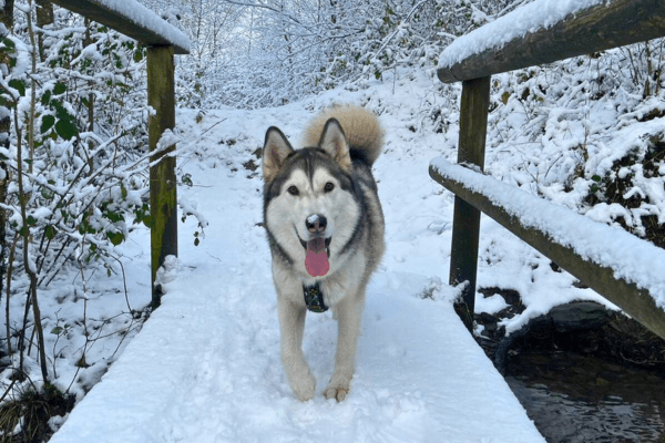 Willow, Siberian Husky enjoying the snow