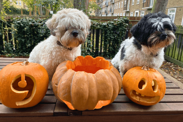 Two pups with carved pumpkins