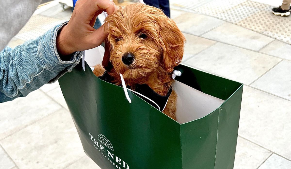 Doggy member Peach, the Cavapoo, travelling in a The Ned shopping bag