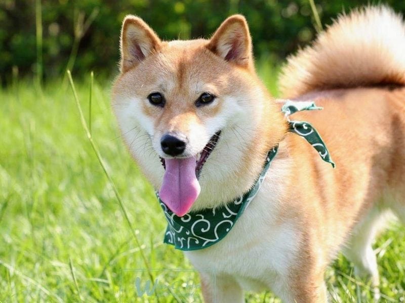 Shiba Inu Dog Breed Guide: Care, training and fun facts