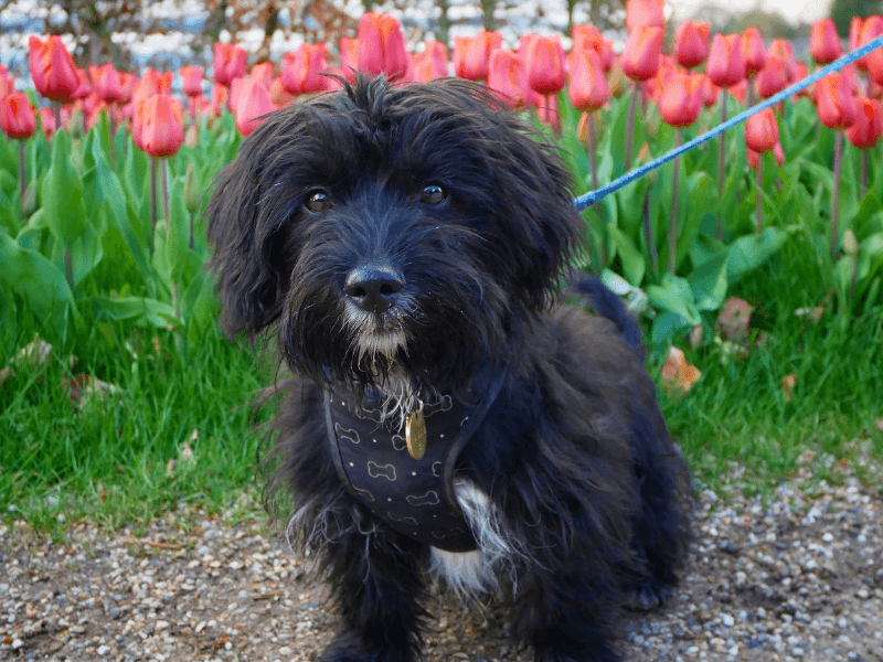 A small, black Jackapoo standing in front of a row of tulips