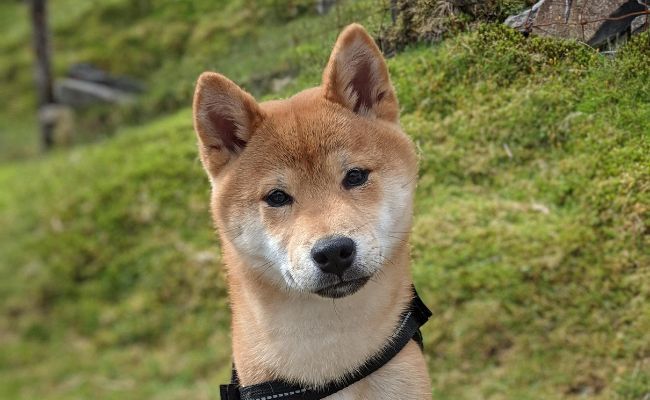 Doggy member Yoshi, the Shiba Inu sitting with his head slightly tilted