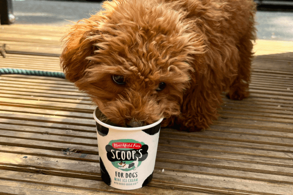 Biscuits the Maltipoo Eating Scoops Doggy Ice Cream