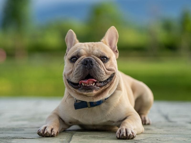 French Bulldog Dog Breed Guide: Care, training and fun facts