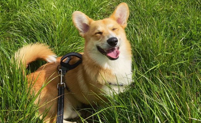 Doggy member Socrates, the Pembroke Welsh Corgi sitting happy