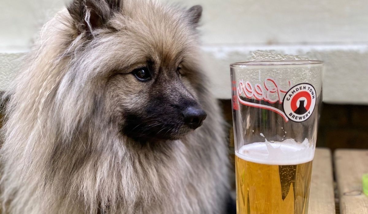 Dog friendly places to eat in Peterborough