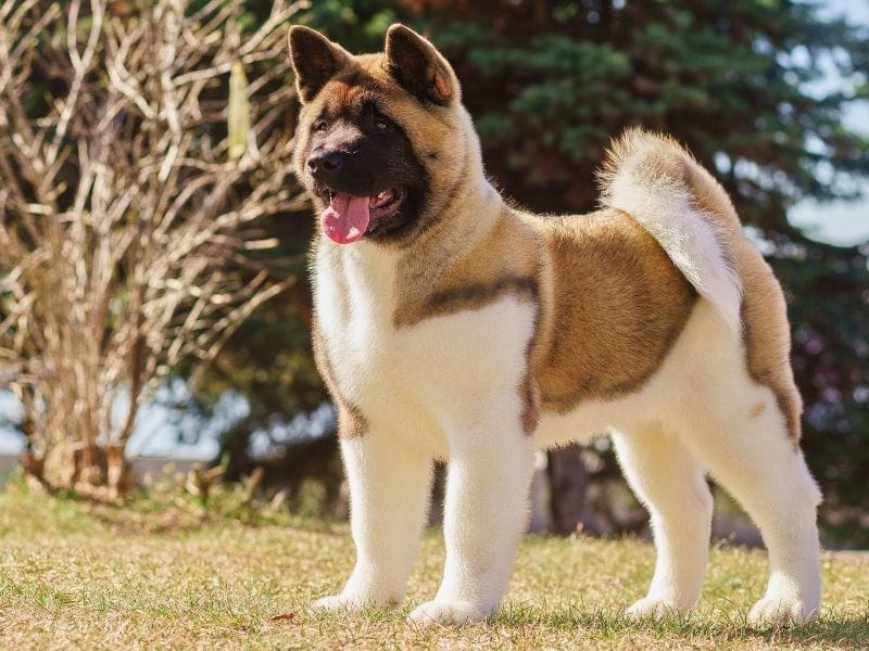 A gorgeous young Akita standing in their large garden