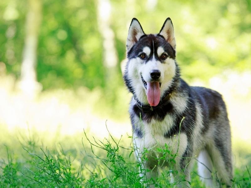 A grey and white Husky with gorgeous hazel eyes stands happily in the meadow