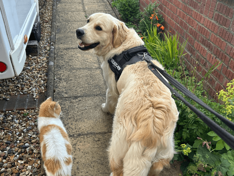 Woody the Golden Retriever