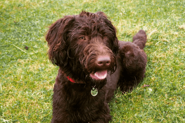 Dog friendly pubs & restaurants in Brighton