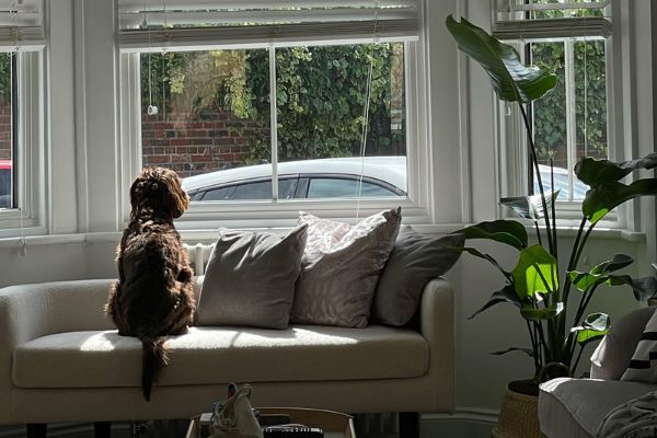 Daisy, the Cockapoo, looking through the window