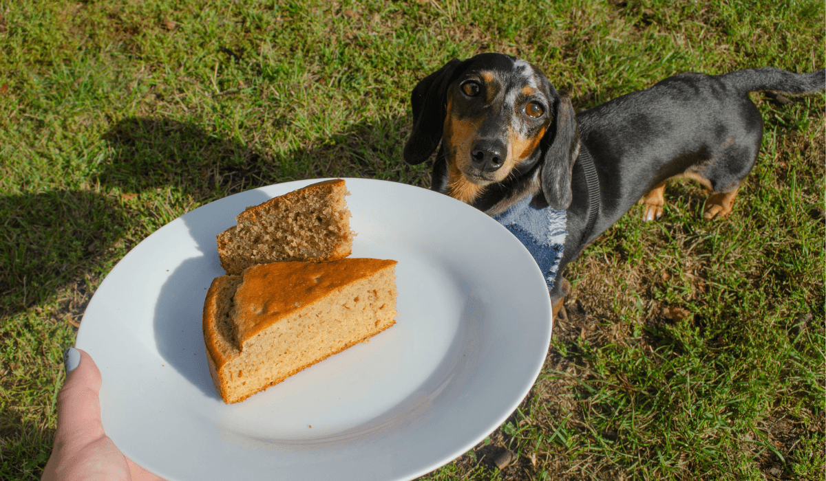 Doggy cheesecake recipaw