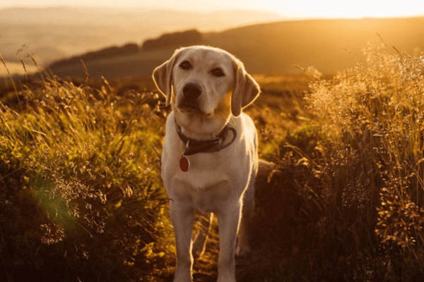 Frankie the Lab, on Quantock Hills, Taunton - Photo by Samuel Thompson on Unsplash