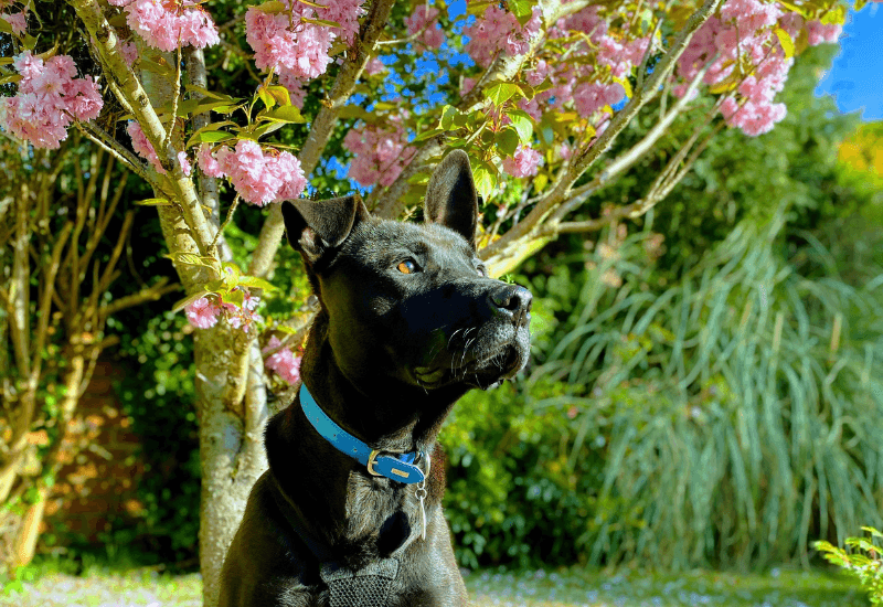 Gorgeous Belgian Shepherd Dog Enjoys Spring