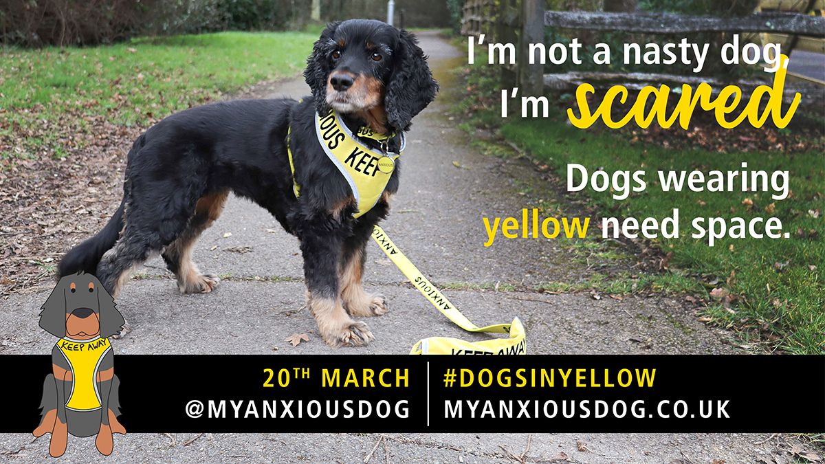Dogs Wearing Yellow Need Space