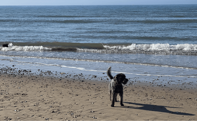 It's a sunny day and a fluffy, black dog is standing on a sandy beach