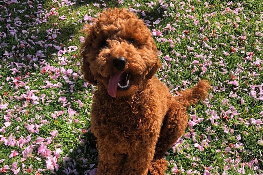 Doggy member Nelly, the Cockapoo, sitting on a bed of petals on a sunny day