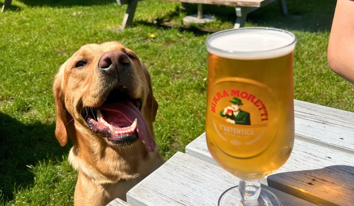 A happy yellow labrador with tongue hanging out sits behind a picnic table