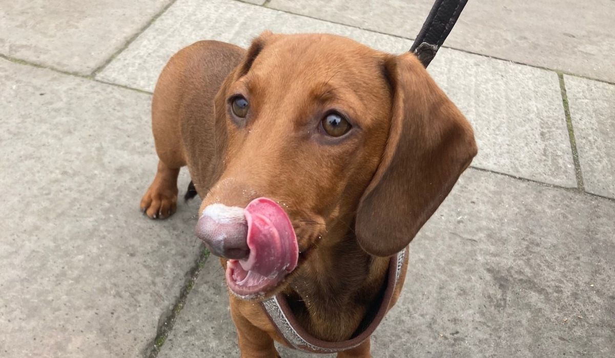 Doggy member Stella, the Dachshund curling her tongue towards her nose
