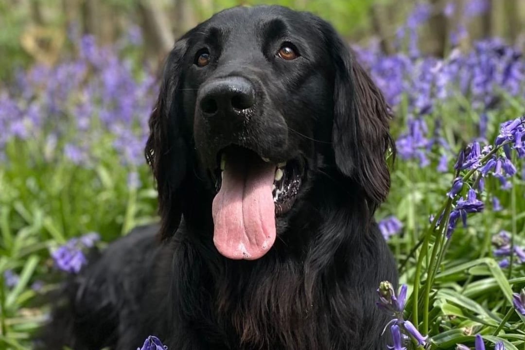Doggy member Stanley, the Flat Coated Retriever, sitting happily amongst the bluebells