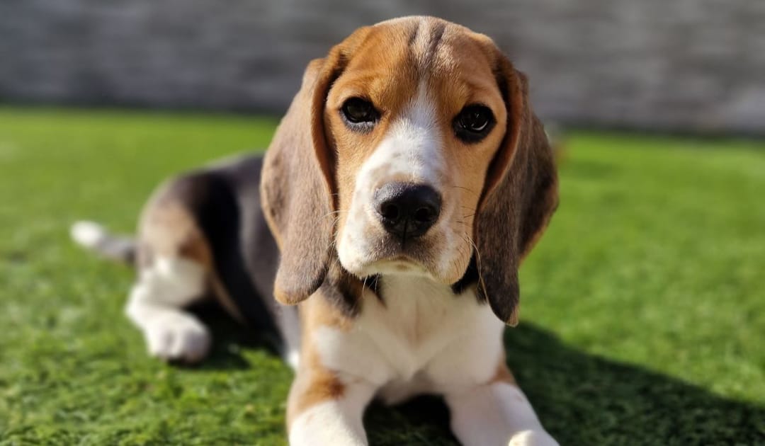 Doggy member Coco, the Beagle puppy, chilling in the garden on a sunny day