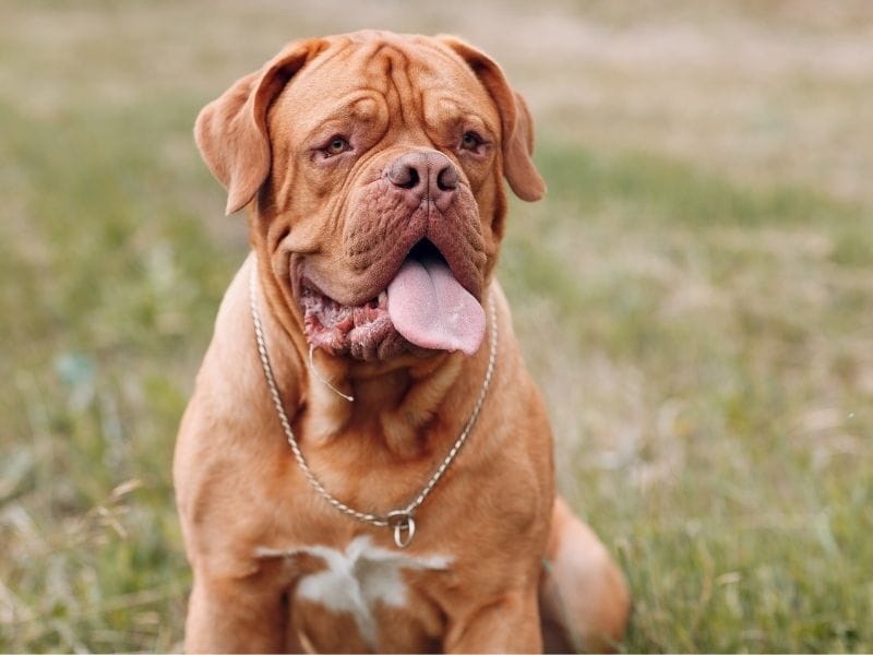 A young male Dogue de Bordeaux sitting in the grass happily