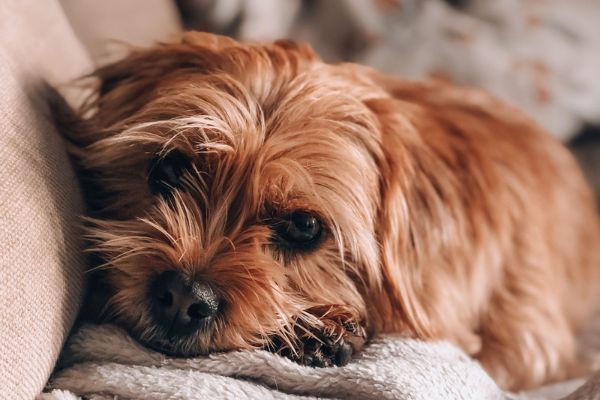Pip the Norfolk Terrier curled up on a pile of cosy blankets